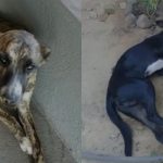 Cãezinhos são encontrados com espuma pela boca e suspeitam de envenenamento no interior do Piauí