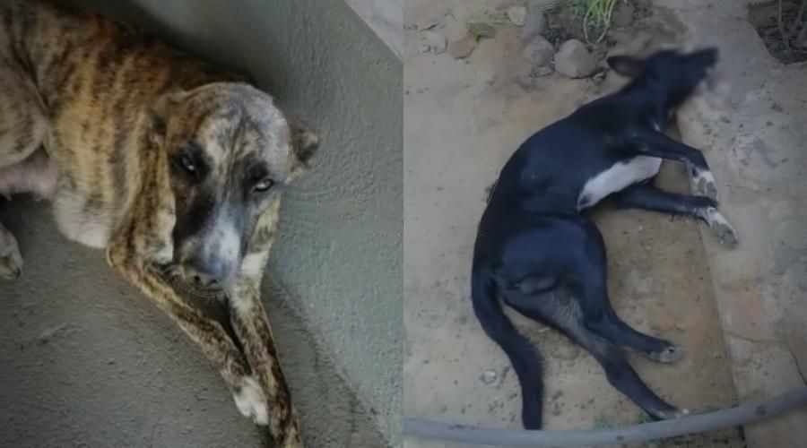 Cãezinhos são encontrados com espuma pela boca e suspeitam de envenenamento no interior do Piauí