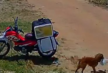 Cão caramelo viraliza após roubar comida sem entregador perceber