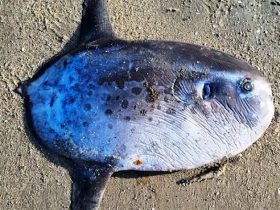 Peixe estranho é encontrado em praia no litoral do Piauí