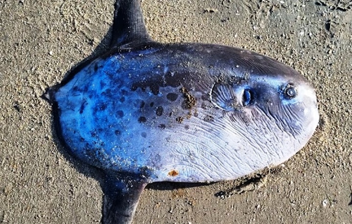 Peixe estranho é encontrado em praia no litoral do Piauí