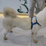 Polícia investiga homem acusado de estruprar cadela em Teresina