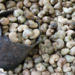 Produção de castanha de caju no Piauí deve crescer em 31%, diz IBGE
