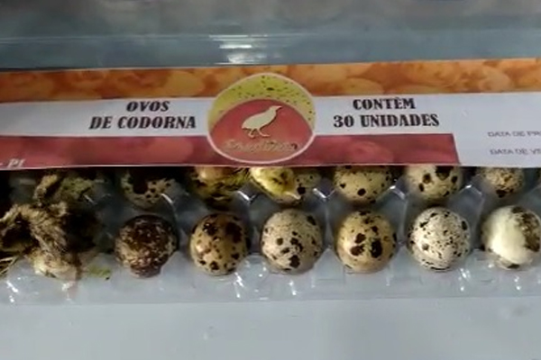 Calor excessivo faz filhotes de codorna nascerem em prateleira de supermercado em Campo Maior
