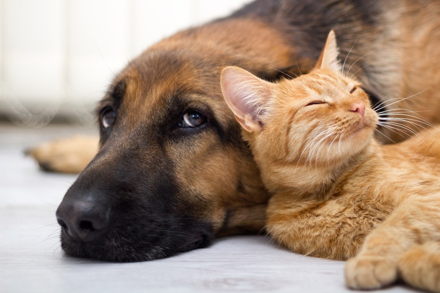 Gasto com animais de estimação podem superar a margem de R$ 500 por mês