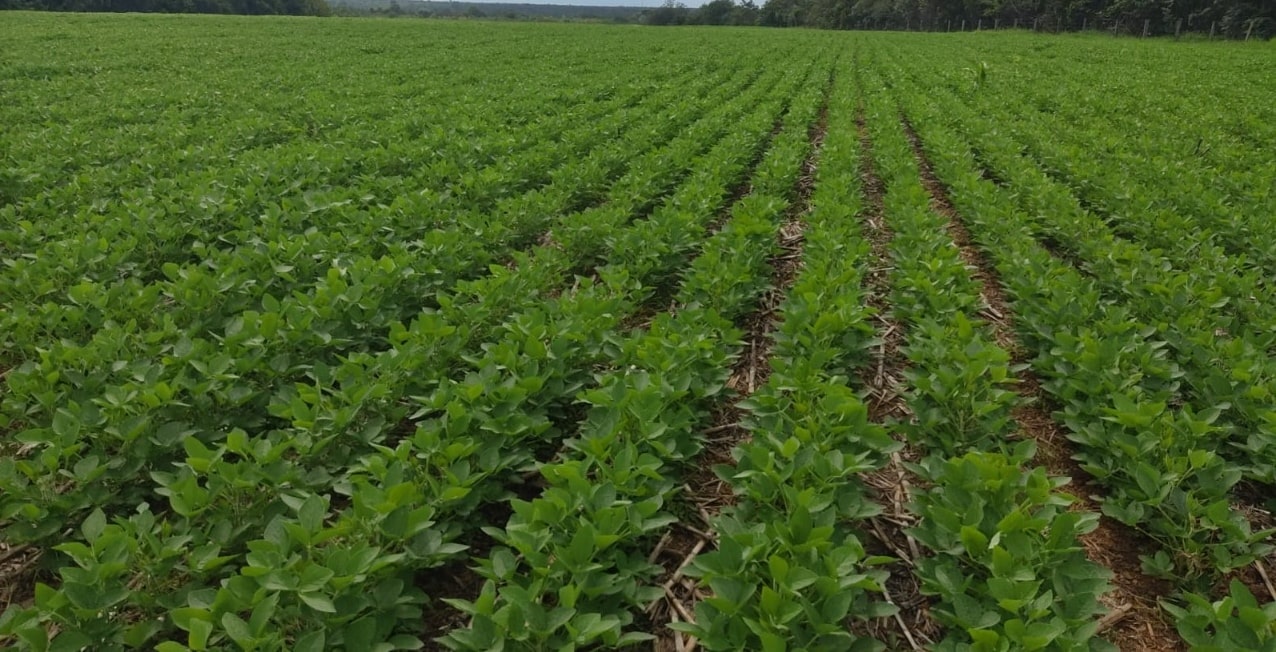 Piauí perde investimentos no Agronegócio por instabilidade política-min