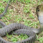 Cobra morre após ser mordida por criança de 8 anos
