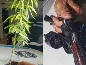 Homem é preso por ter pé de maconha e portar arma de fogo em seu bar em Teresina