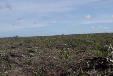 Indígenas denunciam aumento de desmatamento no estado no Piauí