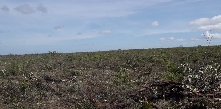 Indígenas denunciam aumento de desmatamento no estado no Piauí