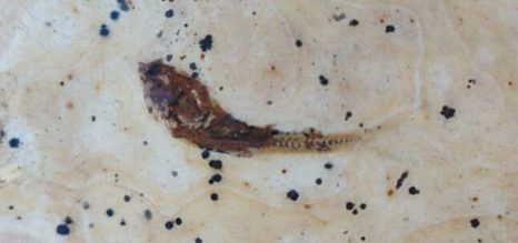 Morador encontra fósseis de peixes pré-históricos no quinta de casa em União