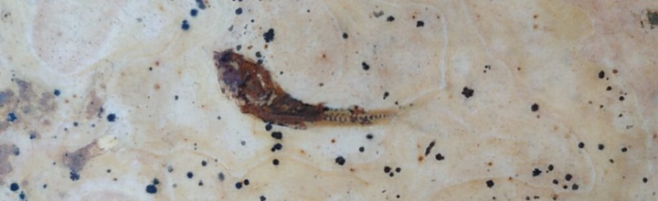 Morador encontra fósseis de peixes pré-históricos no quinta de casa em União