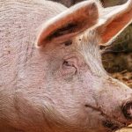 Açougueiro morre após ser derrubado por um porco que seria abatido