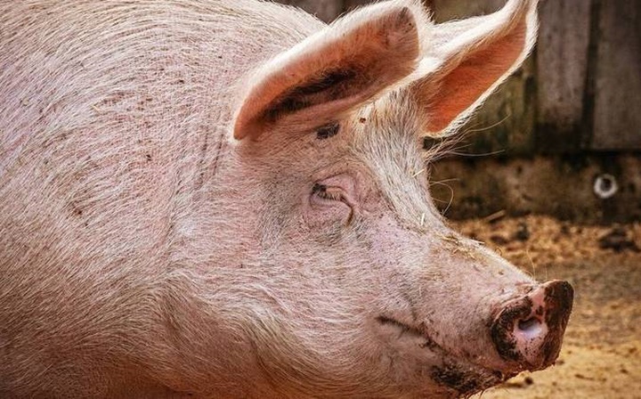 Açougueiro morre após ser derrubado por um porco que seria abatido
