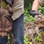 Sapo-cururu de 2,7kg encontrado em parque ecológico assusta moradores
