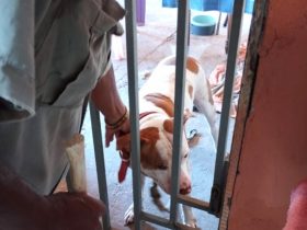 Vítima tem orelha dilacerada após ataque de pit bull em José de Freitas