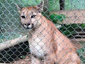 Onça-parda selvagem foge de zoológico em Teresina