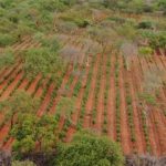 PM descobre e apreende plantação com mais de 120 mil pés de maconha no sul do Piauí
