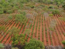 PM descobre e apreende plantação com mais de 120 mil pés de maconha no sul do Piauí