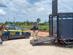 PRF recolheu 18 animais soltos em rodovias federais entre Altos e Campo Maior