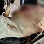 Polícia prende trio acusa de roubar, matar e vender vaca no Piauí