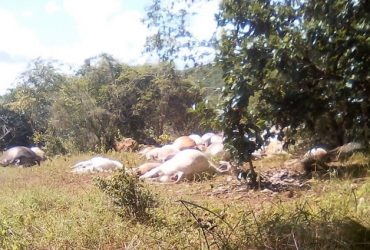 Raio caí em fazenda e mata 57 cabeças de gado com prejuízo de R$200 mil no Piauí