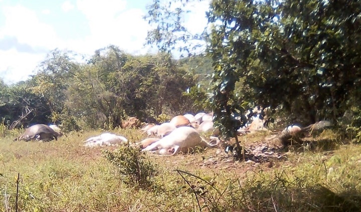 Raio caí em fazenda e mata 57 cabeças de gado gerando um prejuízo de R$200 mil no Piauí 
