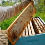 Piauí exportou 7 mil toneladas de mel faturando U$26 milhões em 2022