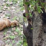 Cachorros morrem após ataque de enxame de abelhas em Campo Maior