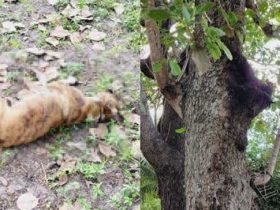 Cachorros morrem após ataque de enxame de abelhas em Campo Maior