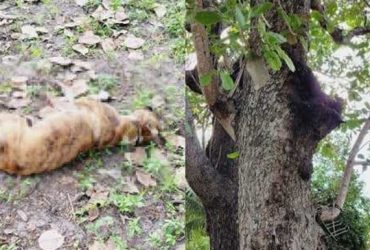 Cachorros morrem após ataque de enxame de abelhas em Campo Maior
