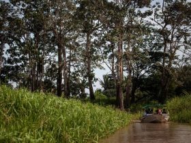 Desde a posse do Lula desmatamento na Amazônia bate recorde