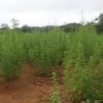 PM localiza plantação de cerca de 100 mil pés de maconha no Piauí