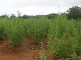 PM localiza plantação de cerca de 100 mil pés de maconha no Piauí