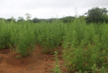 PM localiza plantação de cerca de 100 mil pés de maconha no Piauí