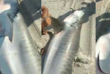 Pescadores capturam Tubarão-Tigre de três metros no litoral do Ceará
