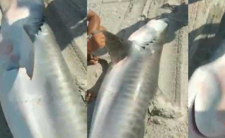 Pescadores capturam Tubarão-Tigre de três metros no litoral do Ceará