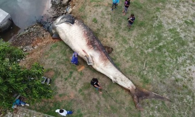 Maior peixe do mundo é encontrado morto em praia do Brasil