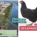 Vídeo: mulher viraliza nas redes sociais após procurar galinha que desapareceu misteriosamente