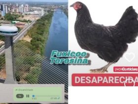 Vídeo: mulher viraliza nas redes sociais após procurar galinha que desapareceu misteriosamente