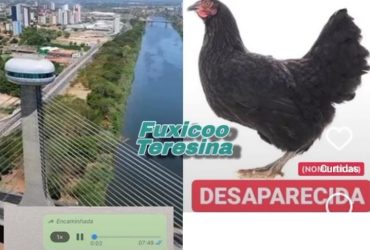 Vídeo: mulher viraliza nas redes sociais após procurar galinha que desapareceu misteriosamente