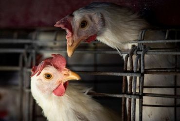 Brasil decreta emergência zoossanitária devido à gripe aviária