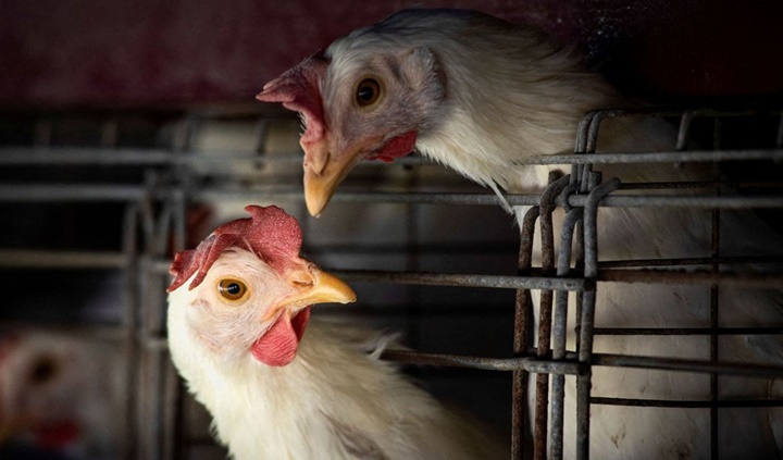 Brasil decreta emergência zoossanitária devido à gripe aviária