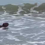 Capivara viraliza após ser flagrada tomando banho em praia do Piauí
