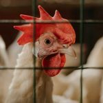 Ministério da saúde investiga o primeiro caso de contato humano com a gripe aviária no Brasil