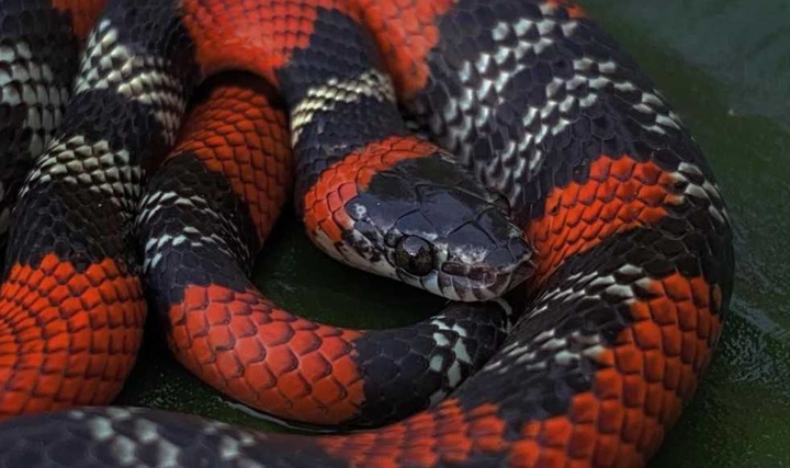 Cobras já tiveram pernas no passado, revela pesquisa genética