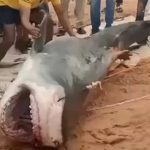 Tubarão é espancado até a morte após atacar jovem russo