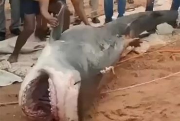 Tubarão é espancado até a morte após atacar jovem russo
