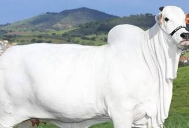 Vaca é vendida por R$ 21 milhões em leilão
