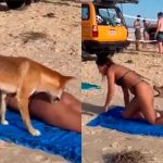Vídeo: Cão ataca nádegas de turista que aproveitava banho de sol em praia